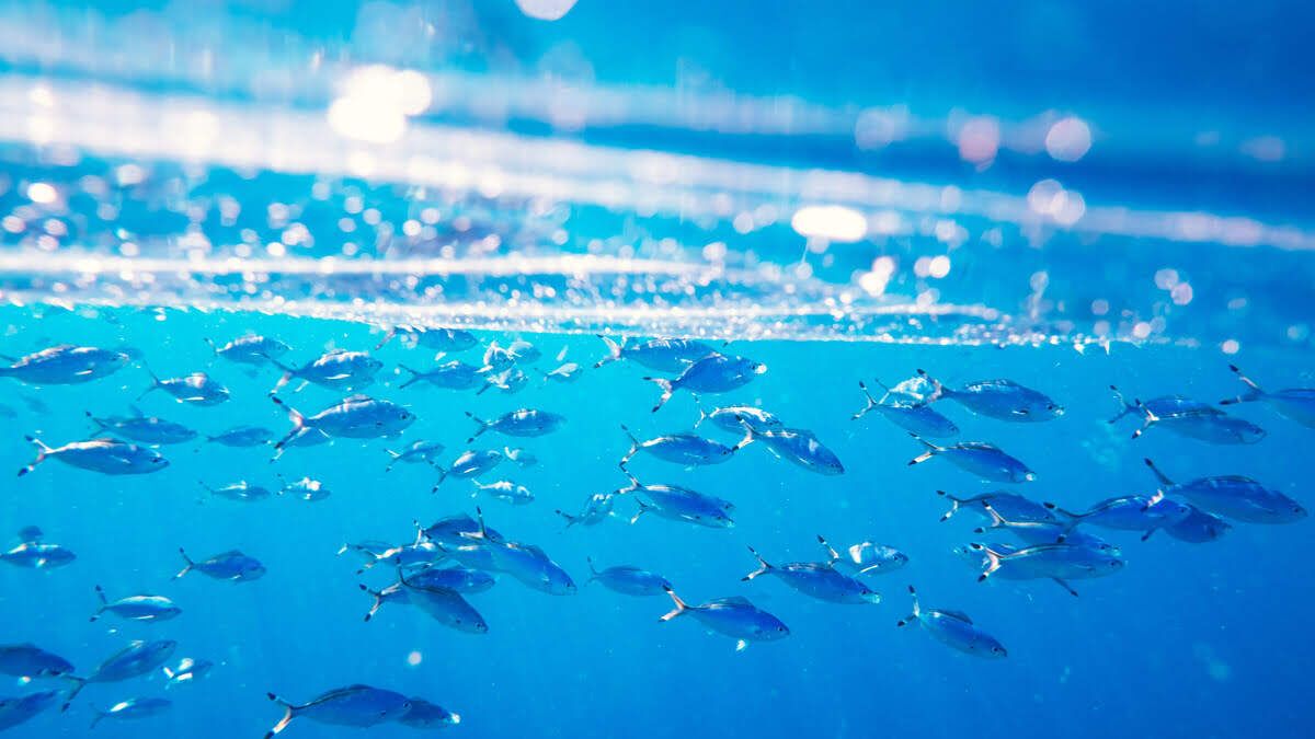 What Is Fish Gelatin and How Is It Made?