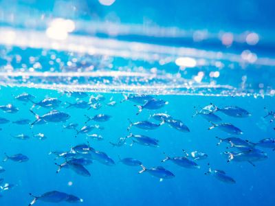 What Is Fish Gelatin and How Is It Made?